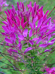 Image result for Cleome schimperi