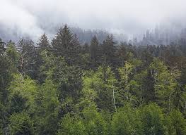 Maybe you would like to learn more about one of these? Pacific Northwest Wallpaper Doing What It Does In A Pacific Northwest Desktop Backgrounds 980x716 Download Hd Wallpaper Wallpapertip