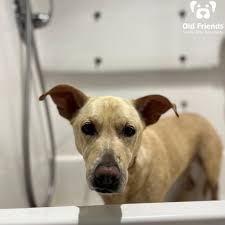 Old Friends Senior Dog...