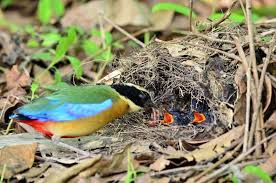 Birds With Their Nest A Blue Winged Pitta Feeds Its Chicks In Their Nest On A Forest Floor In Thailand Pet Birds Beautiful Birds Bird Species