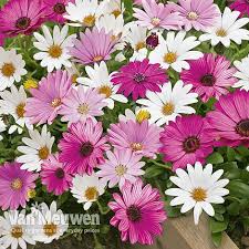 Osteospermum provides a popular planting for gardens, containers and hanging baskets. Osteospermum Hardy Collection Van Meuwen