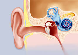Sound is a perceptual phenomenon that is. Cochlea Anatomy Function And Treatment