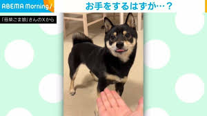 柴犬 お 手 空振り