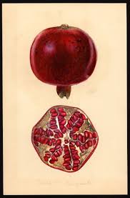 Pommy From The Usda Pomologocal Watercolors Collection Vintage Botanical Prints Botanical Drawings Botanical Prints