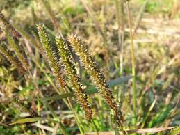 Image result for Panicum hymeniochilum