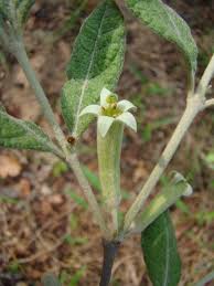 Image result for Fadogiella