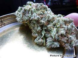 Original Guide To Drying And Curing Marijuana Buds | Grow Weed Easy