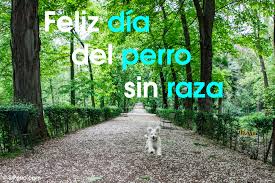 Oct 07, 2016 · no es un perro que sirva para cuidar casas, pero sí son muy protectores de la familia. Feliz Dia Del Perro Sin Raza El 28 De Mayo Es El Dia Del Orgullo Chucho Srperro La Guia Para Animales Urbanos