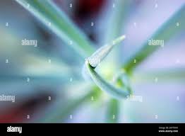 Image result for tbn:HNtrRnQBmFuaxM::www.bluechopsticks.com/img_large/800CC_0805S1015.jpg