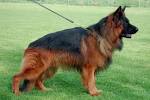 Red Powder Blue German Shepherd