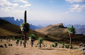 Image result for Lepidotrichilia volkensii