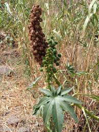 Image result for Ricinus communis