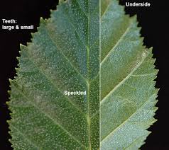 Image result for Alinula sp.