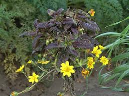 Image result for Guizotia scabra