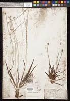 Image result for Eriocaulon abyssinicum