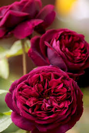 The Prince Pretty Flowers Flowers Beautiful Flowers