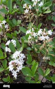 Image result for Menyanthaceae