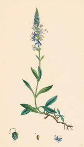Easy to grow, with an upright, tidy, and compact habit. Veronica Spicata Var Genuina Spiked Speedwell Var Drawing By English School
