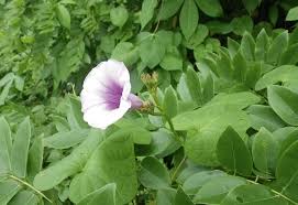 Image result for Ipomoea kituiensis