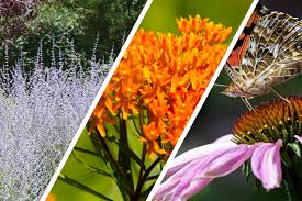 Check spelling or type a new query. Eight Beautiful Drought Tolerant Plants Landscape Ontario