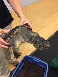 That you can and get permission from the landowner to release the turtle there. 7 Things You Need To Know About Snapping Turtles Cbc News