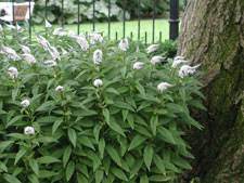 Check spelling or type a new query. Loosestrife Gooseneck