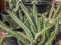 Maybe you would like to learn more about one of these? Lady Finger Cactus Desert Horizon Nursery