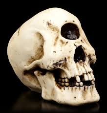 We did not find results for: Cyclops Skull Figurine Www Figuren Shop De