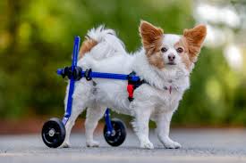Image result for invalid dog wheelset