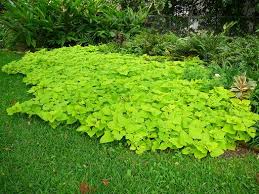 In the ground vs in containers. Ornamental Sweet Potato Ipomoea Batatas Margarita In The Sweet Potatoes Database Garden Org