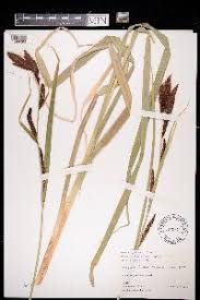 Image result for Carex runssoroensis