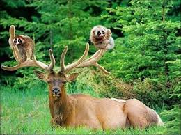 29 Unusual Animal Friendships That Will Make You Cry Inside Animals Friendship Unlikely Animal Friends Unusual Animal Friendships