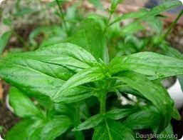 Mengenal Tanaman Herbal Untuk Kolesterol Tanaman Obat Tanaman Herbal