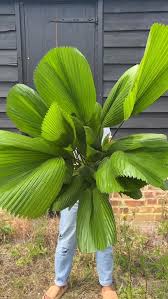 Image result for Licuala grandis