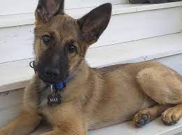 We have to put it way up in the cupboards in the kitchen if we don't want her to get it. 31 Gorgeous German Shepherd Mixes Find A Gsd Mix