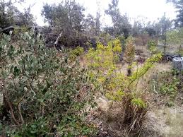 Hawaii Tropical Fruit Growers