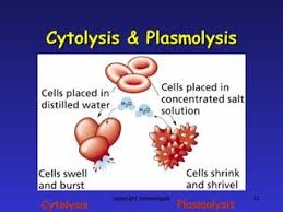 Cytolysis – Process With Definition, Meaning, & Importance