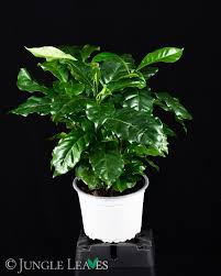 Image result for Coffea