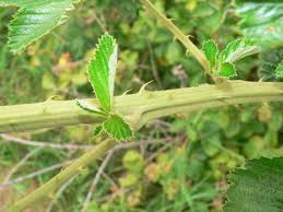Image result for Rubus rigidus