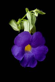 Image result for Thunbergia battiscombei