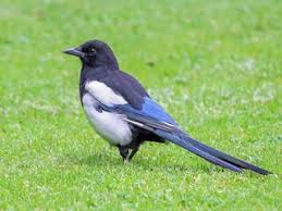 We did not find results for: Eurasian Magpie Pica Pica Birds Of The World