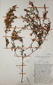 Image result for Strobilanthopsis