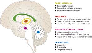 Image result for Cerebral Subcortex