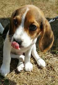 Click Visit Site And Check Out Best Beagle T Shirts This Website Is Excellent Tip You Can Search Your Name Or Your Favorite Shirt Beagle Puppy Beagle Dogs