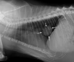 Secondhand smoke can cause other types of cancer: Secondhand Smoke Can Also Cause Cancer In Pets Studies Show