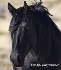 Black Stallion Midnight Wild Black Horse