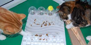 Pin On Cat Health