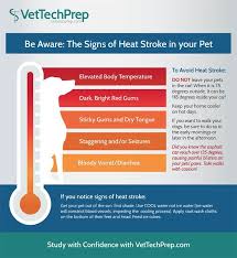 Infographic Heat Stroke In Your Pet Vet Tech Student Vet Medicine Vet Technician