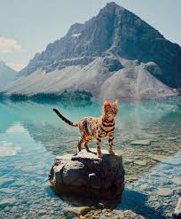 We have a massive amount of desktop and mobile backgrounds. Animal Phone Wallpaper Animal Background Free Phone Wallpapers Aesthetic Wallpaper Animal Wallpaper Black Wallpaper Colorful Wallpaper Iphone Wallpapers Landscape Wallpape Line Wallpaper Mobile Wallpaper Natural Scenery Simple Wallpaper Solid Color