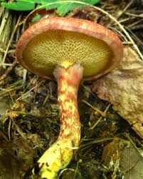 Image result for Suillus wasatchicus